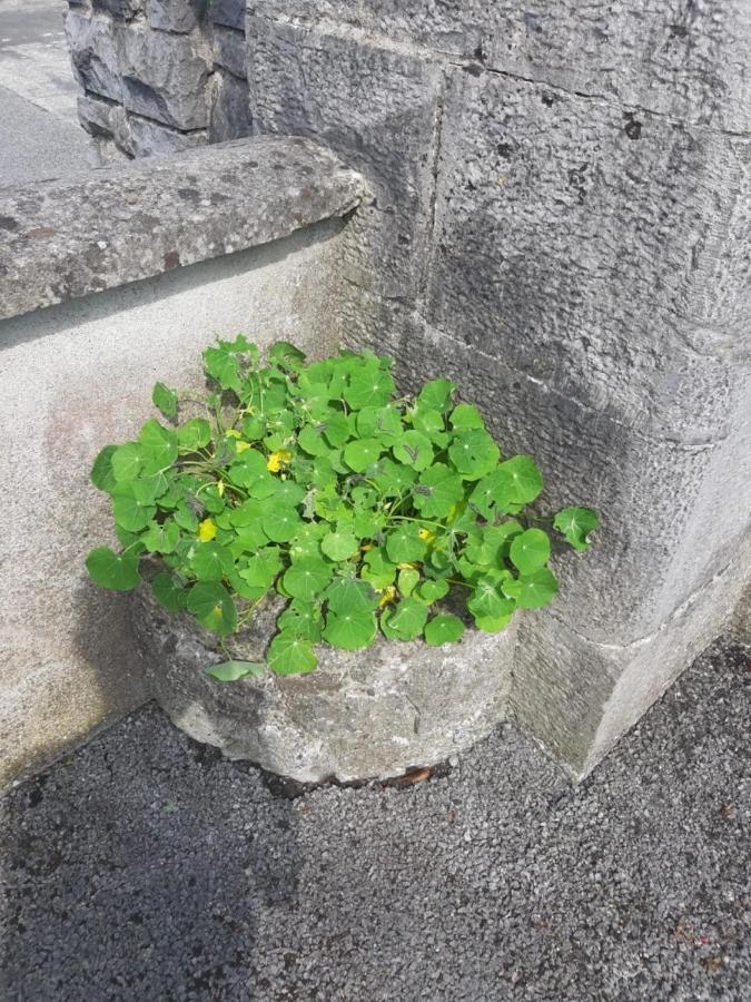 Strokestown Townhouse Apartments المظهر الخارجي الصورة